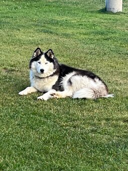 🐾 Čistokrevná modrooká štěňátka Sibiřský Husky (wooly) - 4