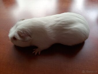 Morče morčata Cuy samec a samice - 4