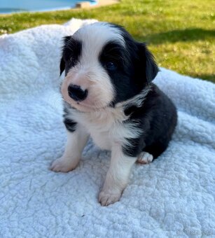 Štěňata border kolie bez PP - 4