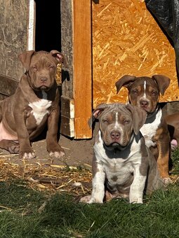 American bully XL - krásná miminka - 4