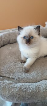 Ragdoll kotatka - 4