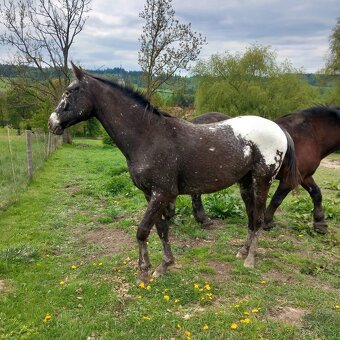 Appaloosa - 4