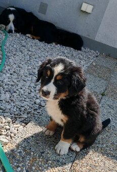 Šteniatka Berny salasisky - 4