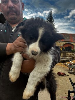 Štěňátko Bordel Kolie - 4