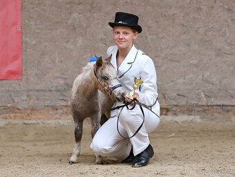 Prodám tříletou klisnu minihorse - 4