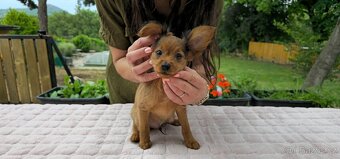 Rusky toy dlouhosrsty/civava/ prazsky krysarik - 4