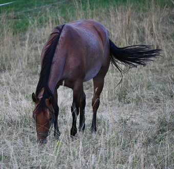 Quarter horse klisna - 4