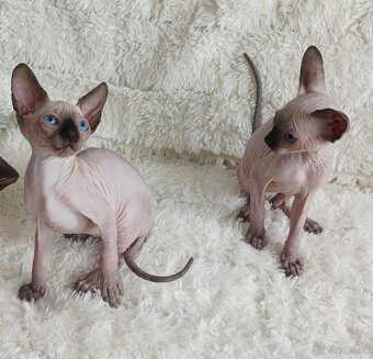Kanadský sphynx - 4