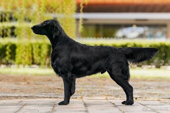 Flat Coated Retriever - černá štěňátka 6/2026 - 4