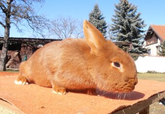 Prodej Králíků - 4