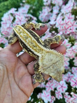 Pagekon řasnatý / ciliatus - 4
