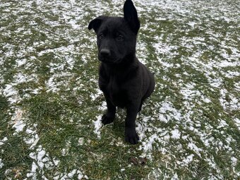 Německý ovčák - štěňatas PP - 4