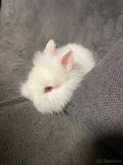 Prodám zakrslé králíčky - 4