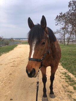 Pronájem valacha - 4