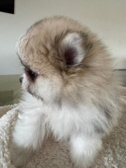 Pomeranian s p.p - 4