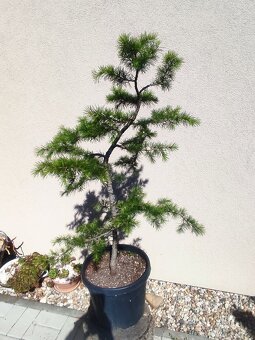 Tvarovaný strom, bonsai, niwaki, yamadori - 4