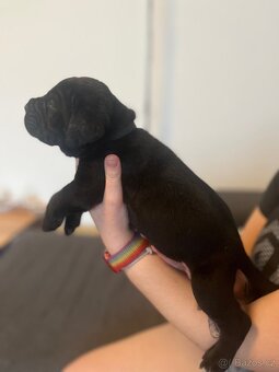 Štěně cane corso - 4