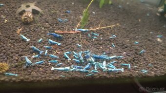 Krevetky Blue Blot - 4