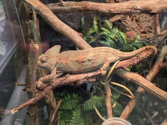 chameleon Jemenský + terarium - 4