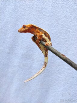 pagekon řasnatý, terárium - 4