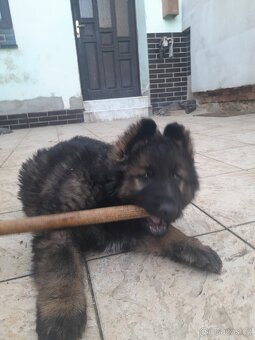 prodám štěně Německého ovčáka s PP - 4