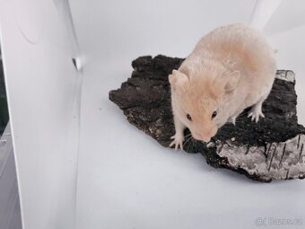 Křeček syrský s PP - 4