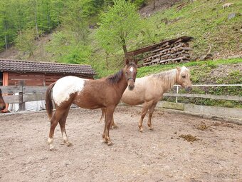 Predám appaloosa zrebceky bratia s Pp - 4
