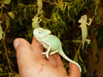 Chameleon jemenský - 4