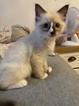 2 poslední kocourci Ragdoll bez pp - 4