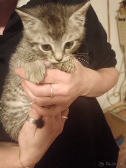 Britská whiskas - 4