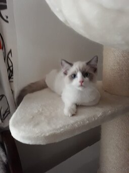 Koťátka Ragdoll s PP - 4