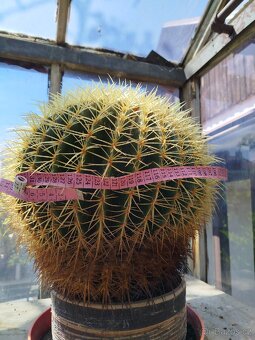 Echinocactus - 4