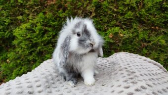 Zakrslý beránek, králíček, králík - MARIUS - 4