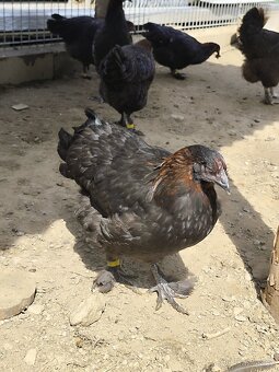 Slepice marans na čoko vejce - 4