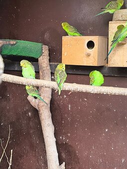 Andulka vlnkovaná. Přírodní čistý chov - 4