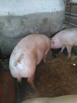 Vykrmene prase,domácí chov. - 4