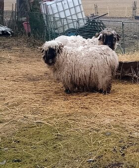 Ovce walliserska - 4