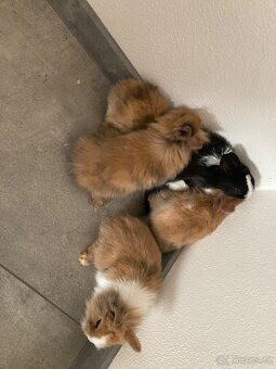 Zakrslý králík - 4