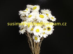 Sušené květiny - Tatarika, Slaměnky, Len,… - 4