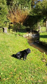 Mops - 4
