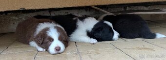 Border kolie - 4