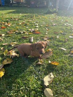 Prodám štěně jezevčíka - 4