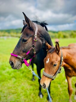 Krásná kobylka do chovu - 4