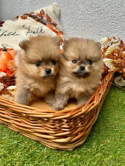 Štěňátka - Pomeranian - 4
