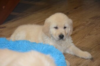 Zlatý retrívr - holčičky - 4