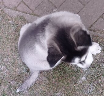 Sibiřský husky - 4