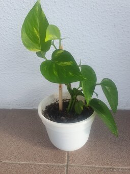 Scindapsus, Potos - 4