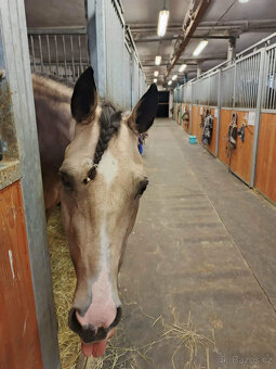 BOXOVÉ USTÁJENÍ PETROVICE / Blansko - 4