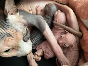 Kanadsky sphynx - 4