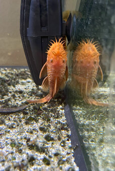 Ancistrus sp. super red - 4